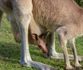 Kangaroo Baby is looking out of the mothers pouch - closeup, queensland, australia