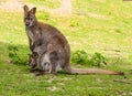 A kangaroo with a baby in her pouch sitting in the grass Royalty Free Stock Photo