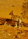 Kangaroo baby and mother Australia Royalty Free Stock Photo