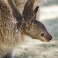 Kangaroo Baby with mother