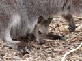 Kangaroo baby in mother's pouch