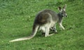 Kangaroo with baby in pouch