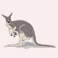 Kangaroo with baby profile Royalty Free Stock Photo