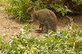 Kangaroo with baby in the zoo. Kangaroo is in captivity. Animals locked up