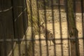 Kangaroo with baby in the zoo. Kangaroo is in captivity. Animals locked up