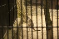 Kangaroo with baby in the zoo. Kangaroo is in captivity. Animals locked up