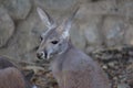 Kangaroo at Baluarte Vigan Philippines