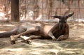 Kangaroo basking in the sun, Thailand Royalty Free Stock Photo