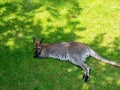 Kangaroo basks in the zoo