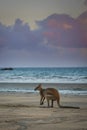 Kangaroo at the beach Royalty Free Stock Photo