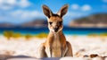 Kangaroo on the beach Royalty Free Stock Photo