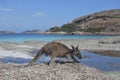 Kangaroo on the beach in Lucky Bay Cape le Grand in Western Australia Royalty Free Stock Photo