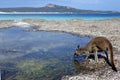 Kangaroo on the beach in Lucky Bay Cape le Grand in Western Australia Royalty Free Stock Photo