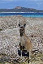 Kangaroo on the beach in Lucky Bay Cape le Grand in Western Australia Royalty Free Stock Photo