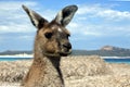 Kangaroo on the beach in Lucky Bay Cape le Grand in Western Australia Royalty Free Stock Photo