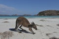 Kangaroo on the beach in Lucky Bay Cape le Grand in Western Australia Royalty Free Stock Photo