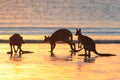 kangaroo on beach at sunrise, mackay, north queensland, australia Royalty Free Stock Photo