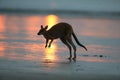 kangaroo on beach at sunrise, mackay, north queensland, australia Royalty Free Stock Photo