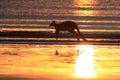 kangaroo on beach at sunrise, mackay, north queensland, australia Royalty Free Stock Photo
