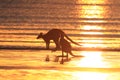 kangaroo on beach at sunrise, mackay, north queensland, australia Royalty Free Stock Photo