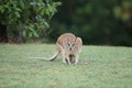 kangaroo on beach at sunrise, mackay, north queensland, australia Royalty Free Stock Photo