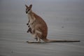 kangaroo on beach at sunrise, mackay, north queensland, australia Royalty Free Stock Photo