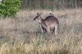 Kangaroo with a bird on it`s back Royalty Free Stock Photo