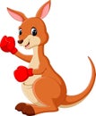 Kangaroo boxing