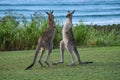 Kangaroo boxing