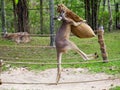 Kangaroo boxing in thailand.