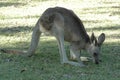 Kangaroo