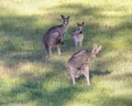 Kangaroo bust a move