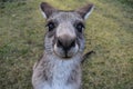 Kangaroo face