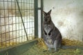 Kangaroo in captivity