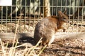 Kangaroo in captivity at New South Wales, Australia.