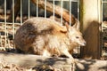 Kangaroo in captivity at New South Wales, Australia.