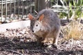 Kangaroo in captivity at New South Wales, Australia.