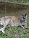 Kangaroo chillin.