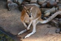 Kangaroo in close up at Featherdale Wildlife Park