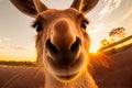 Kangaroo close up taking a selfie. AI Generated Royalty Free Stock Photo