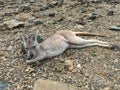 Kangaroo on Daydream Island