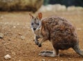 Kangaroo Royalty Free Stock Photo