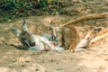 Kangaroo is drinking milk from the mother of the kangaroos in wild nature Royalty Free Stock Photo