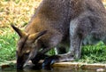 Kangaroo drinking water Royalty Free Stock Photo