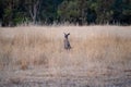 Kangaroo in the dry grass fields Royalty Free Stock Photo