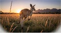 Kangaroo Leaping Through Golden Grass Field at Sunset with Dramatic Mountain View Royalty Free Stock Photo
