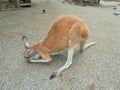 a kangaroo is eating a fruit on the floor Royalty Free Stock Photo