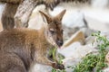 Kangaroo eating grass on safari park