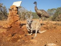 Kangaroo and Emus, australia Royalty Free Stock Photo