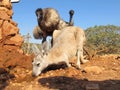 Kangaroo and Emus, australia